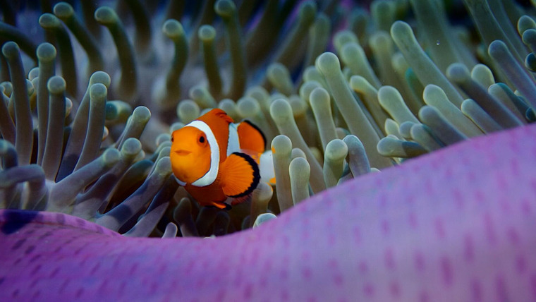 Reef School — s01e20 — Tidy Treasure
