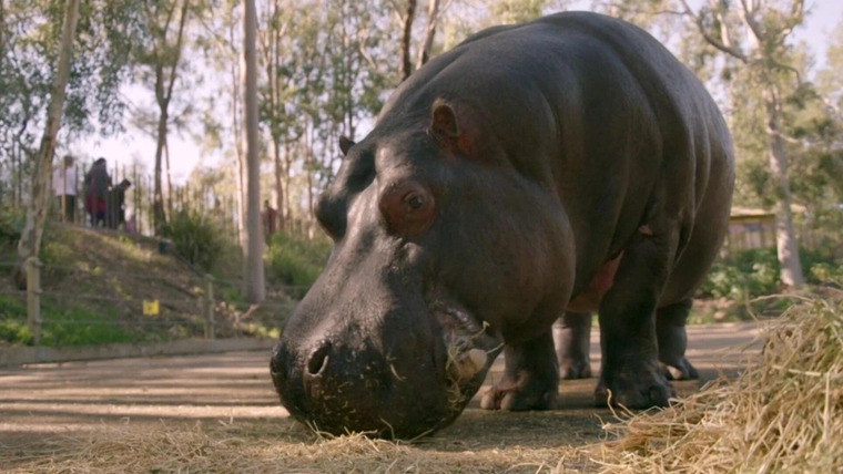 Taronga: Who's Who in the Zoo? — s02e05 — Hungry, Hungry Hippo