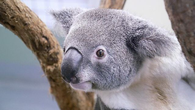Our World — s2021e18 — Australia's Wildlife: After the Fires