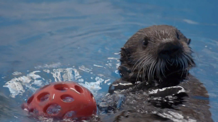 The Aquarium — s02e02 — Sea Otter Summer Camp