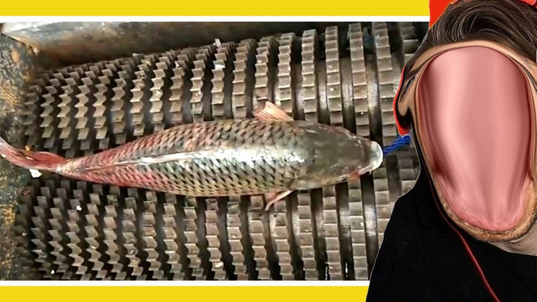 PewDiePie — s12e130 — How Fish Is Made (HowItsMade #2)