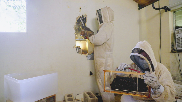 Renovation Aloha — s01e02 — Bee Infestation on the Bay