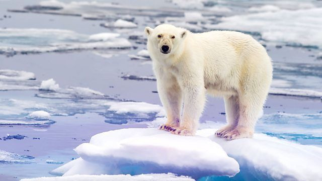 BBC: Чудеса животного мира	 — s01e02 — Bears