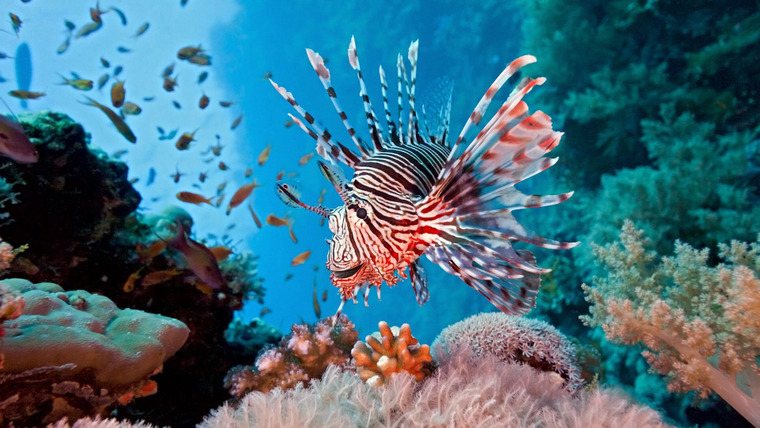 Reef School — s01e08 — Talent Show