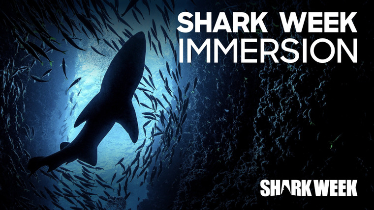 Shark Week — s2019e23 — Shark Week Immersion