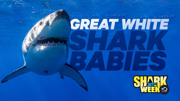 Shark Week — s2018e20 — Great White Shark Babies