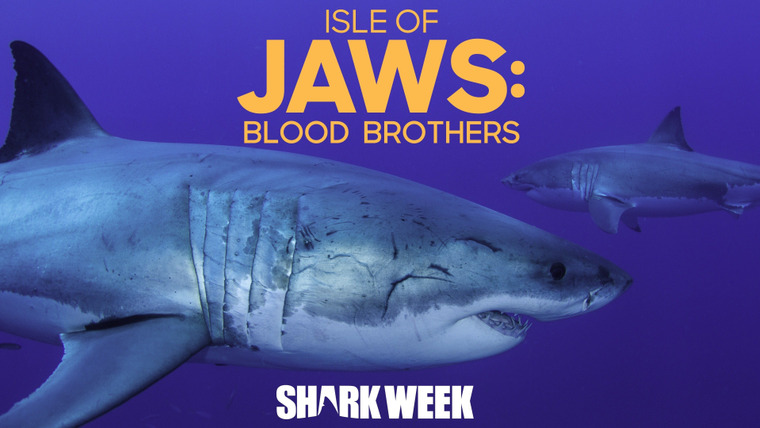 Shark Week — s2019e19 — Isle of Jaws: Blood Brothers