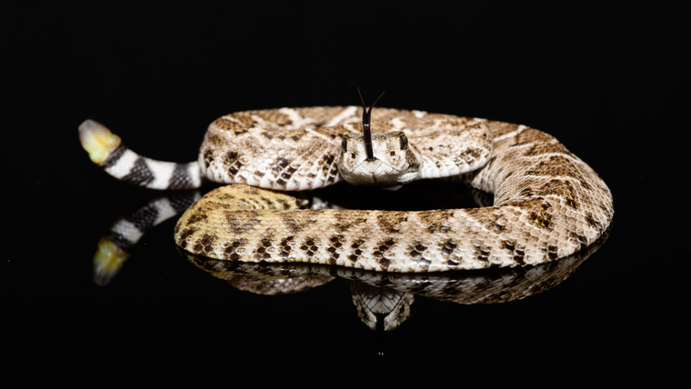 Nature's Strangest Mysteries: Solved — s01e18 — Rattleless Rattlesnake