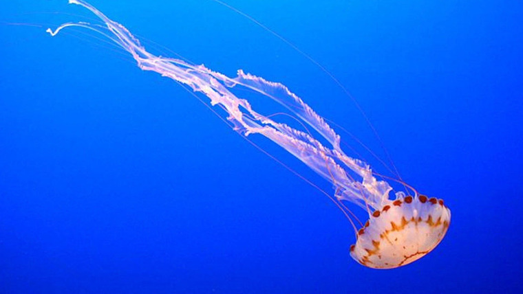 Man v. Animal — s01e02 — Jellyfish Invasion