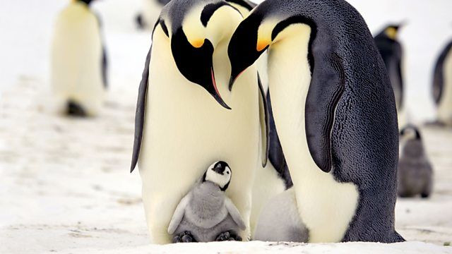 Penguins: Spy in the Huddle — s01e02 — First Steps