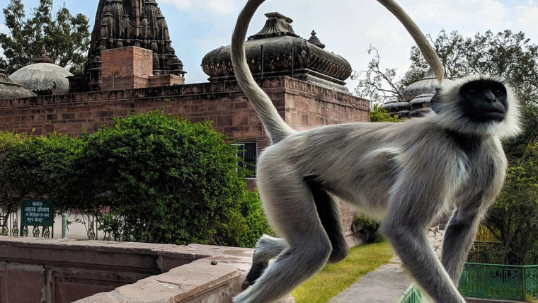 Into the Wild India — s01e08 — Temple Monkeys on the Run