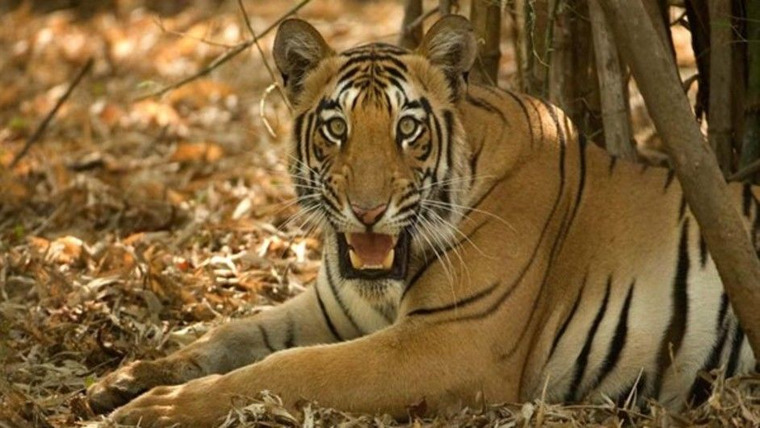 Секреты дикой Индии — s01e02 — Tiger Jungles