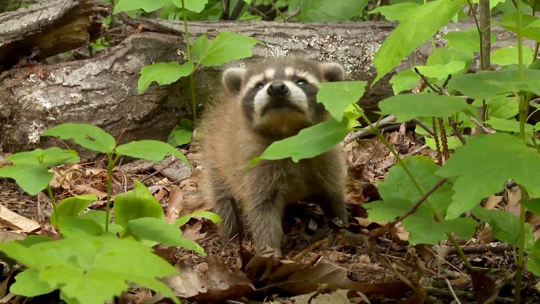 North Woods Law — s14e07 — Raccoon Rescue