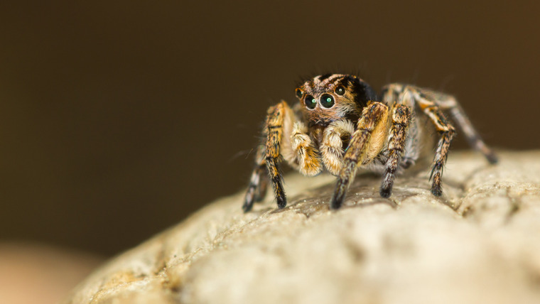 Nature's Strangest Mysteries: Solved — s01e14 — Disco Spider