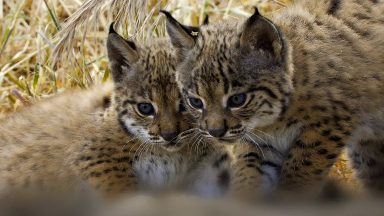 Возвращение в дикую природу — s01e06 — The Lynx Kitten