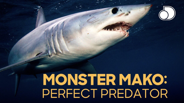 Shark Week — s2019e17 — Monster Mako: Perfect Predator