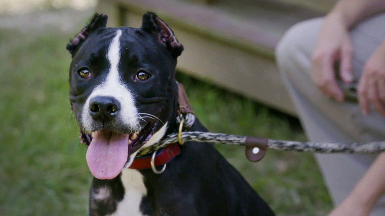 Pit Bulls & Parolees — s16e03 — Rescued from War