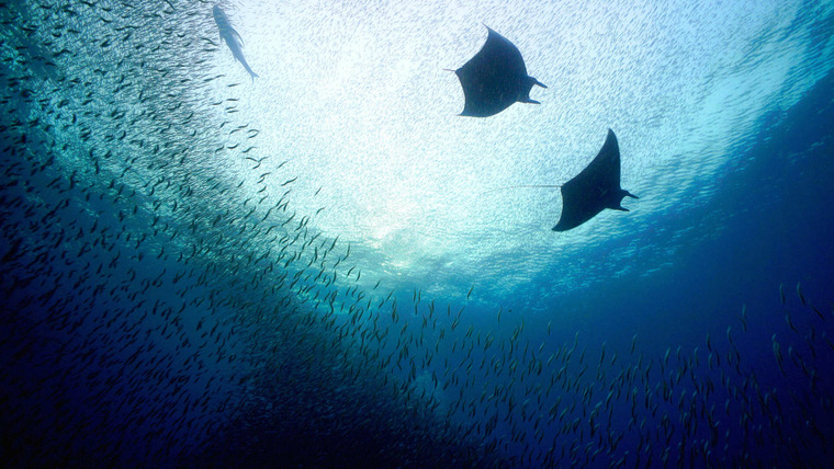 Великие океаны — s02e04 — Indonesia: The Secret Life of Manta Rays