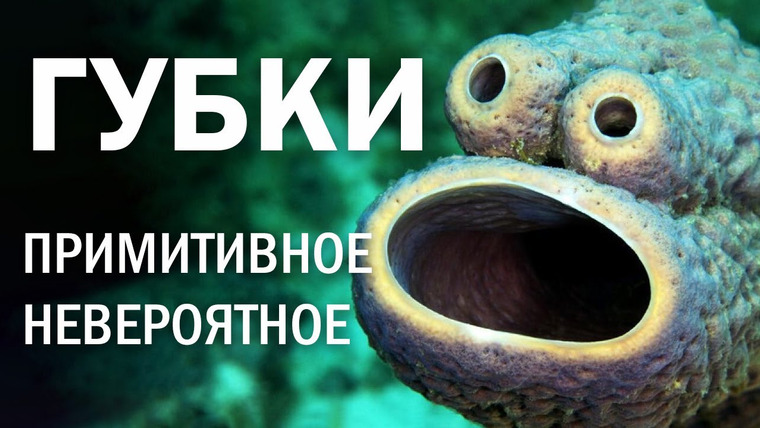 Всё как у зверей — s12e01 — Морские губки: примитивное — невероятное
