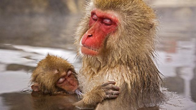 BBC: Жизнь — s01e10 — Primates
