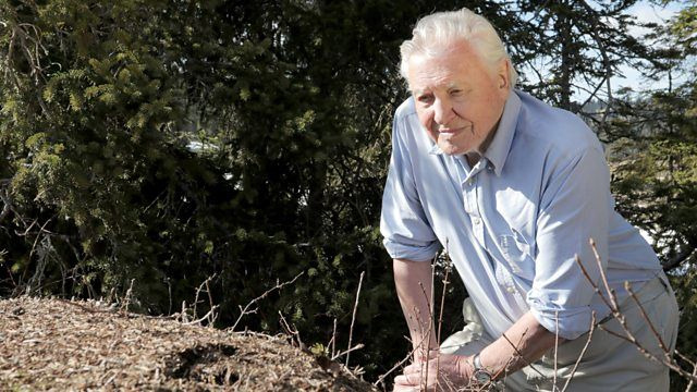 Natural World — s37e08 — Attenborough and the Empire of the Ants