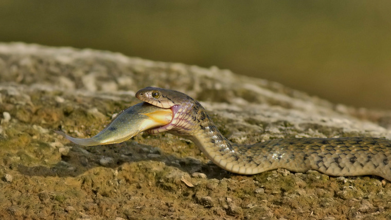 Extreme Snakes — s01e01 — Australia