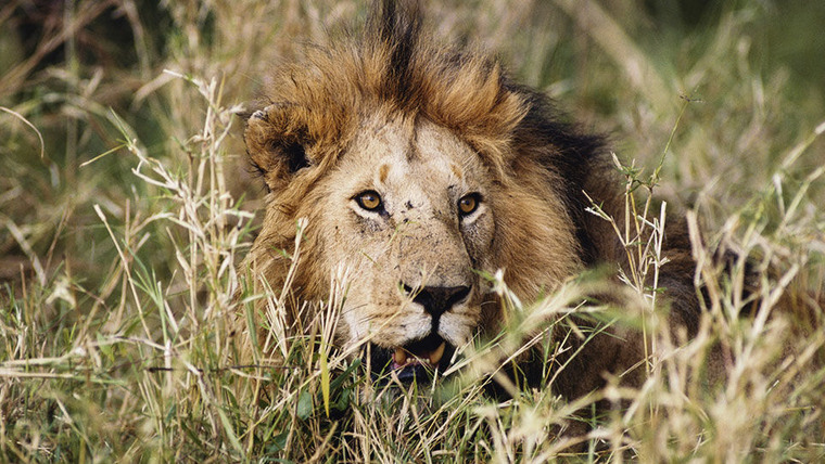 Predators Up Close with Joel Lambert — s01e01 — Lions