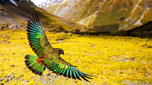 BBC: Новая Зеландия: Мифические острова Земли — s01e02 — Wild Extremes
