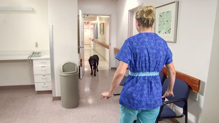 Нерассказанные истории скорой помощи — s06e06 — Rottweiler in the ER