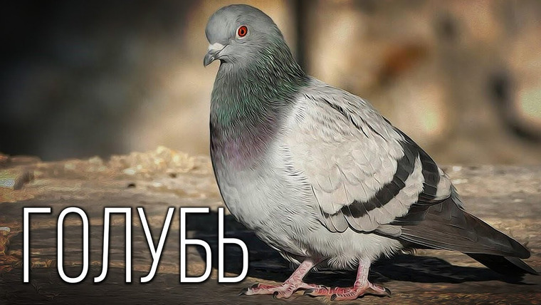 Планета Земля — s04e09 — Голубь: Птица мира | Интересные факты про голубей