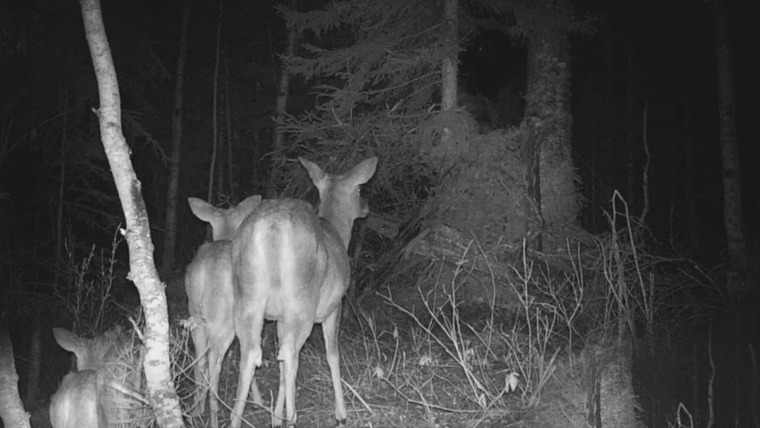Paranormal Caught on Camera — s04e16 — Montana Nightcrawler and More
