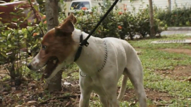 Cesar 911 — s04e06 — Baby and the Beast