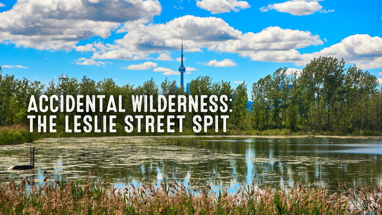 The Nature of Things with David Suzuki — s59e13 — Accidental Wilderness: The Leslie Street Spit