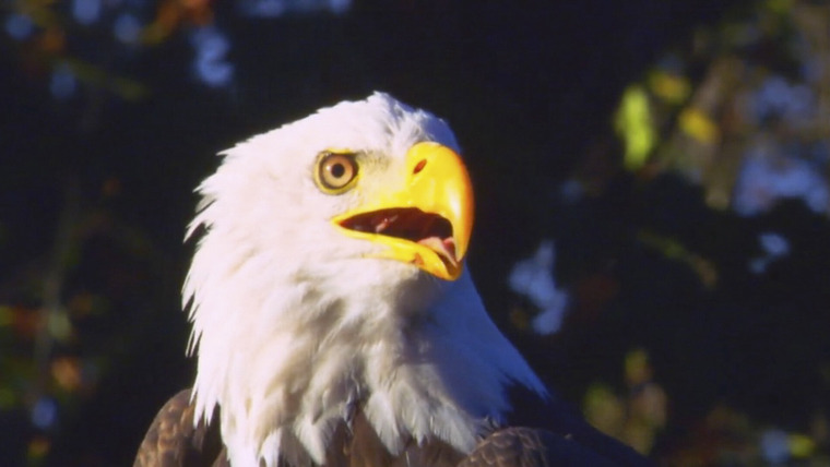 Wild Assassins — s01e05 — Beaks and Talons