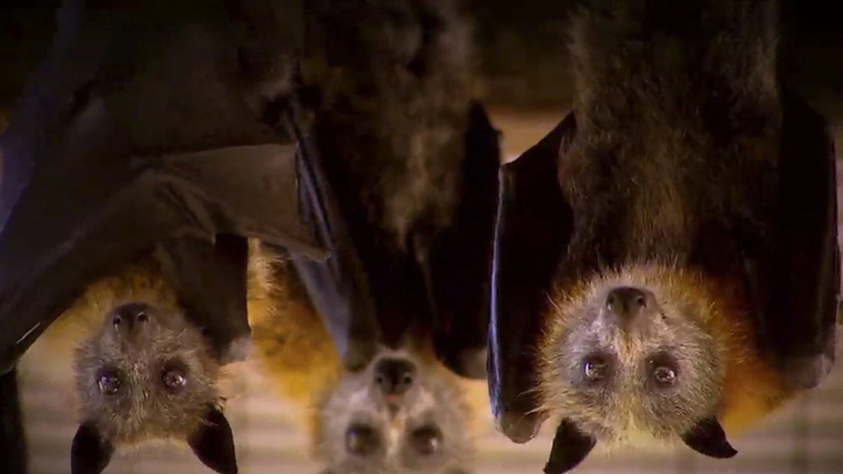 Doomsday Caught on Camera — s01e04 — A Tornado of Bats and More