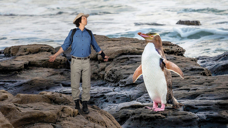 Andy's Wild Adventures — s01e20 — New Zealand Penguins