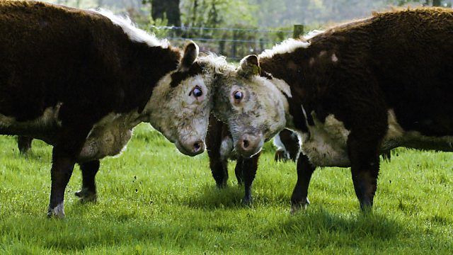 Secret Life of Farm Animals — s01e02 — Cows