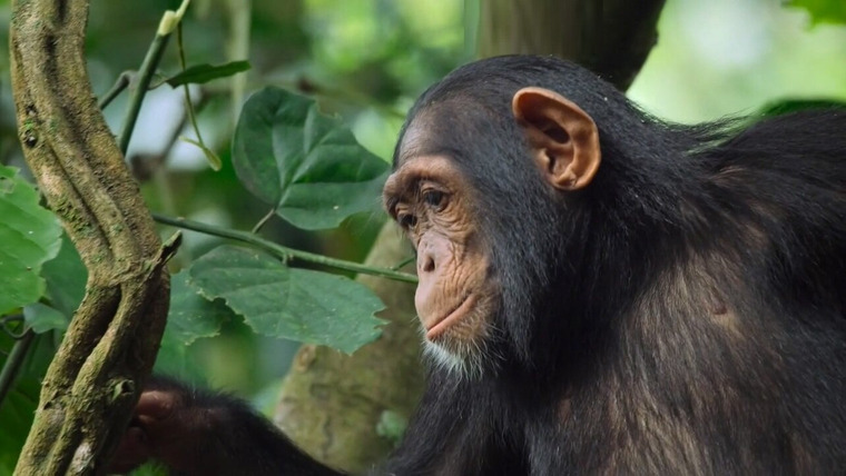 Growing Up Animal — s01e05 — A Baby Chimp's Story
