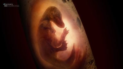Сражения динозавров — s01e02 — Generations