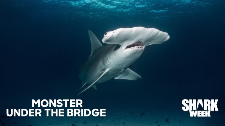 Shark Week — s2020e10 — Monster Under the Bridge