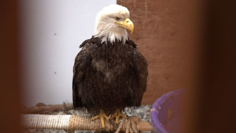 Заповедная Аляска  — s01e01 — Release the Eagle