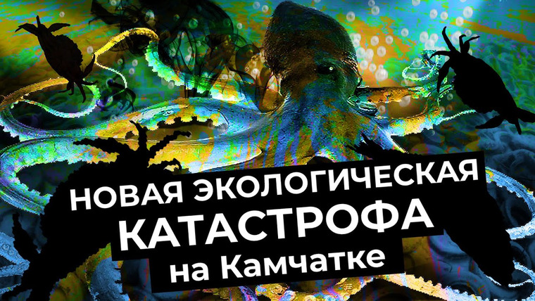 varlamov — s04e198 — Экологическая катастрофа на Камчатке. Что убивает Халактырский пляж и Тихий океан?