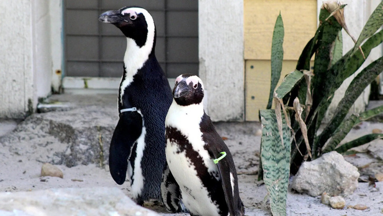 Secrets of the Zoo: Tampa — s03e09 — Penguin Shuffle