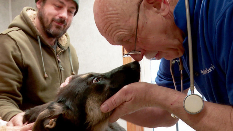 The Incredible Dr. Pol — s10e06 — Wizard of Paws