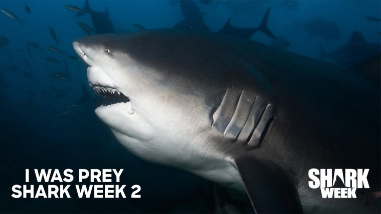 Shark Week — s2020e19 — I Was Prey: Shark Week 2