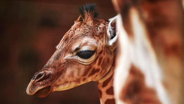 Тайная жизнь зоопарка — s05e03 — Make Way For Baby Giraffe