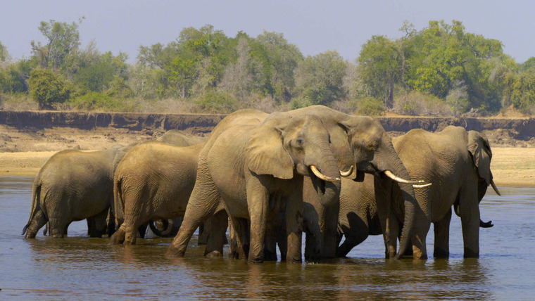 Сказочная Замбия — s01e01 — Elephant Valley