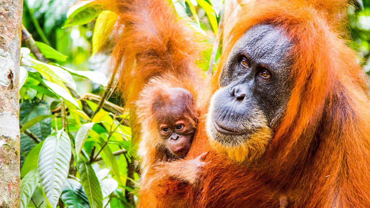 BBC: Приматы — s01e03 — Protecting Primates