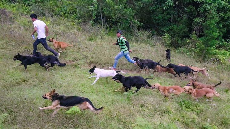 Dogs — s01e05 — Territorio De Zaguates