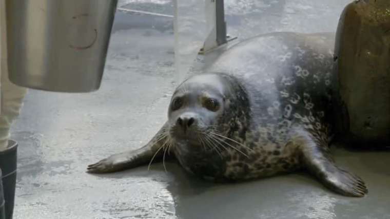 The Aquarium — s01e02 — Seal the Deal